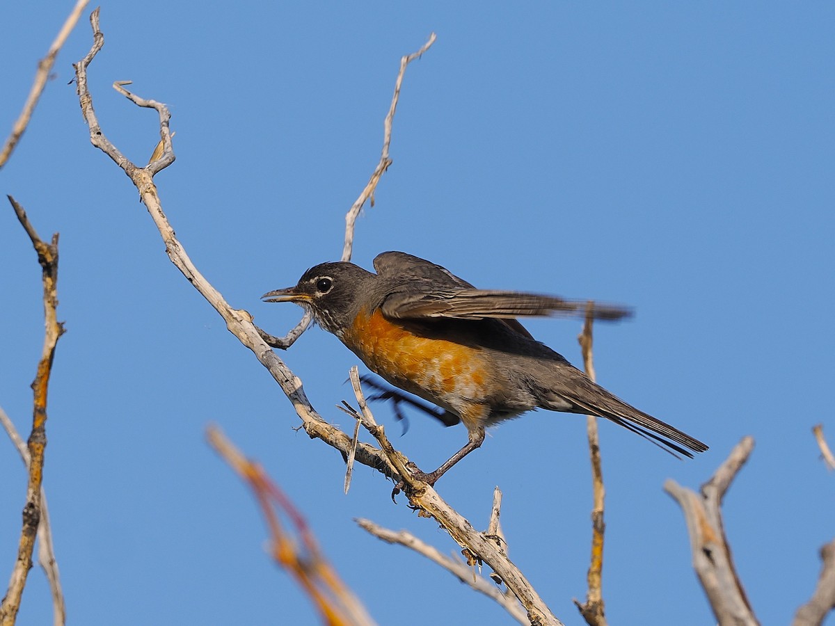 קיכלי נודד - ML639387882