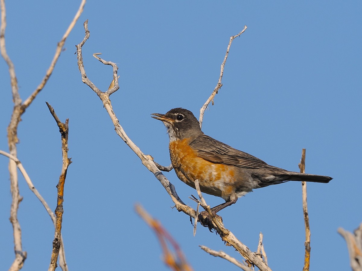 קיכלי נודד - ML639387884