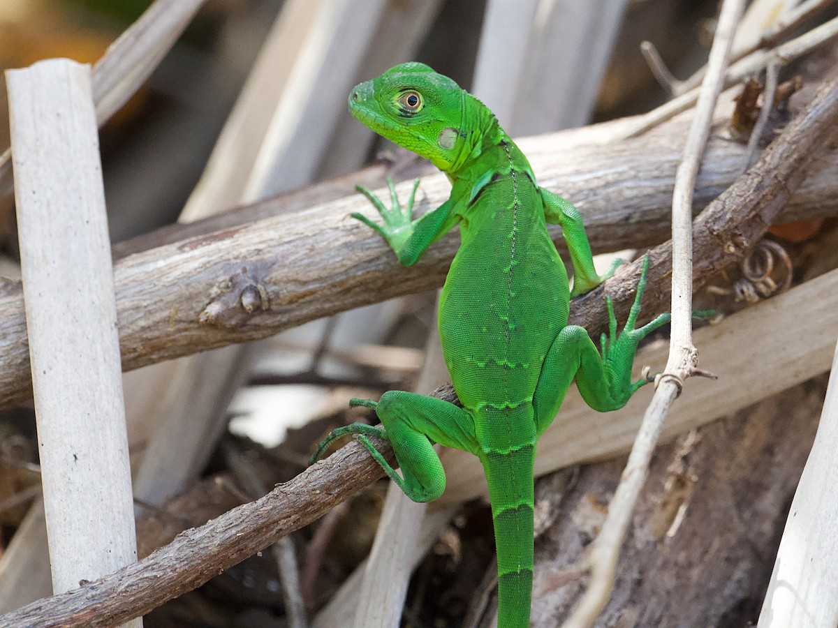 Green Iguana - ML639388157