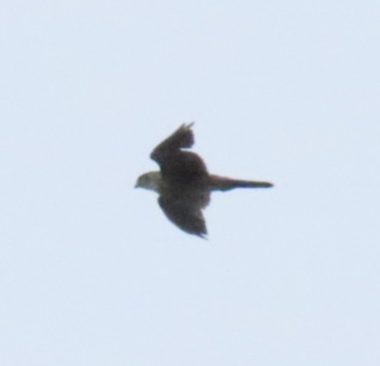 American Kestrel - ML639388188
