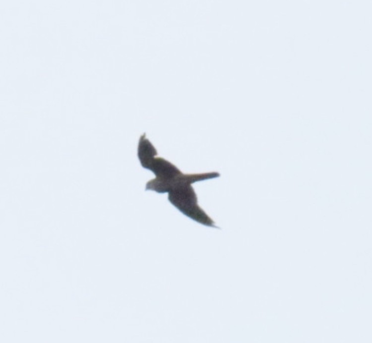 American Kestrel - ML639388189