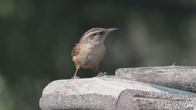 Carolina Wren - ML639388259