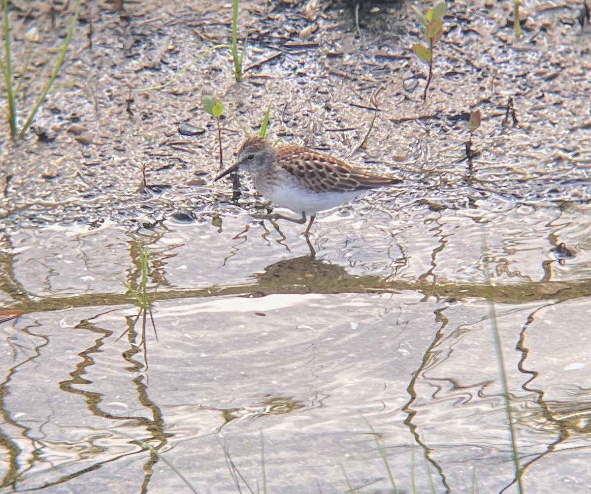 Least Sandpiper - ML639388404