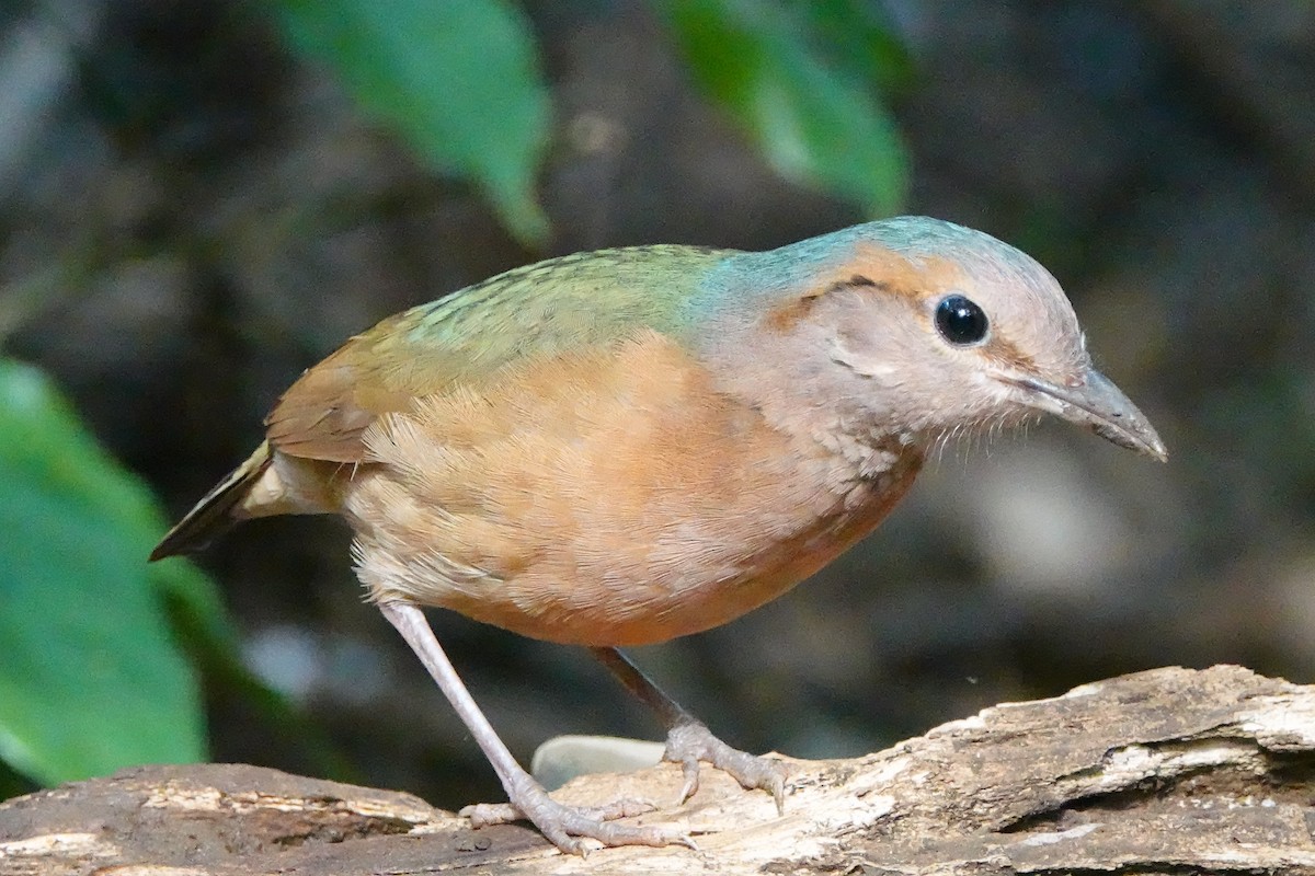 コシアオヤイロチョウ - ML639388581