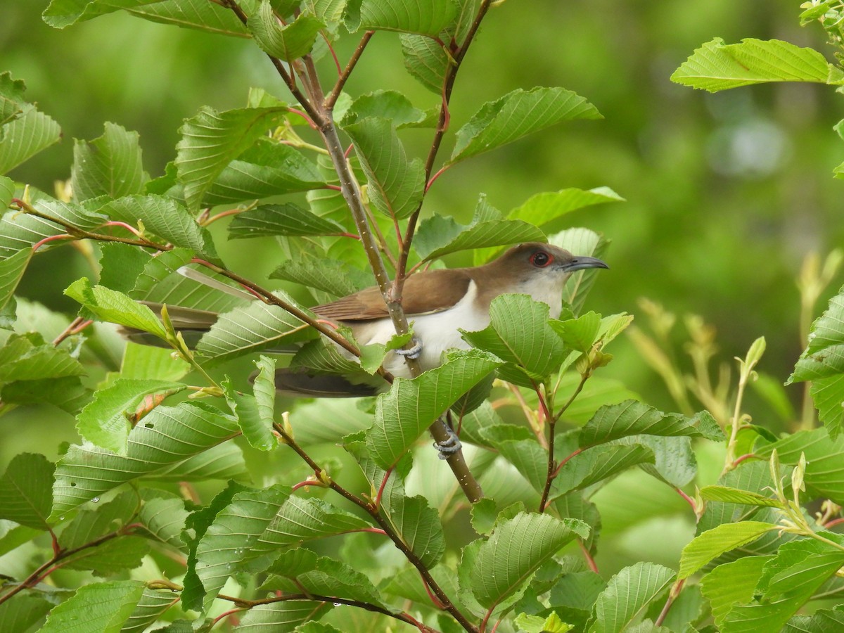 ハシグロカッコウ - ML639388694