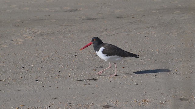 American Oystercatcher - ML639388751
