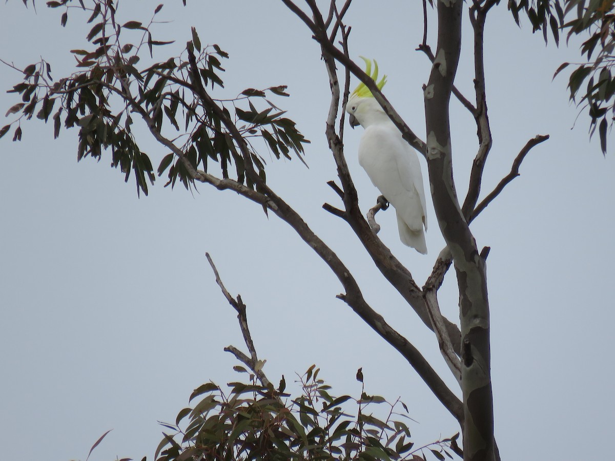 Sulphur-crested Cockatoo - ML639388767