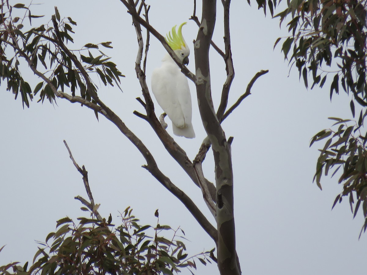 Sulphur-crested Cockatoo - ML639388774