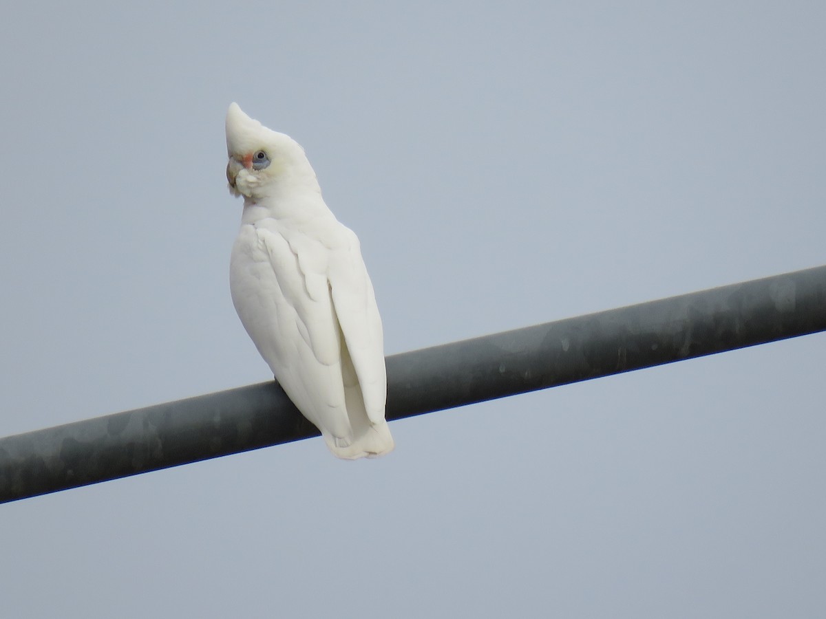 Little Corella - ML639388801