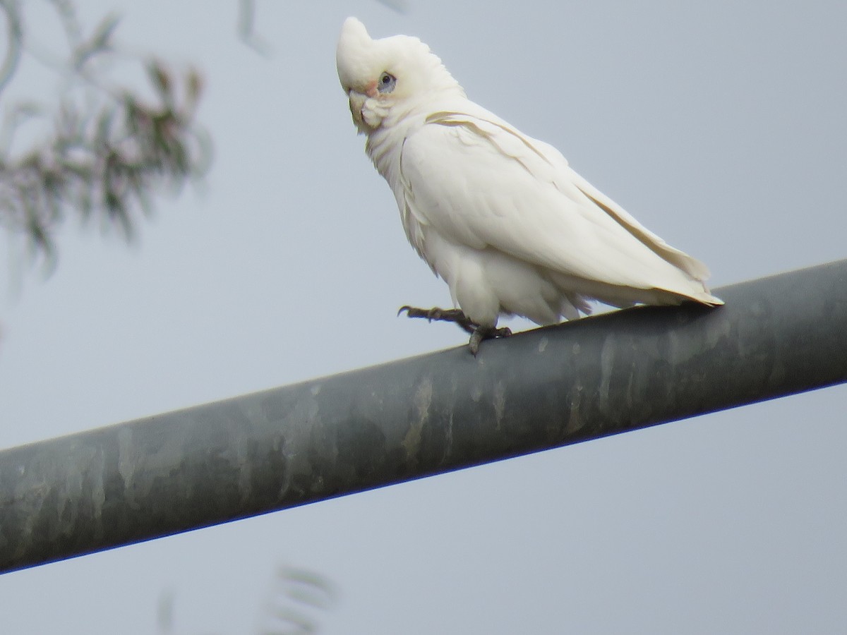 Little Corella - ML639388802