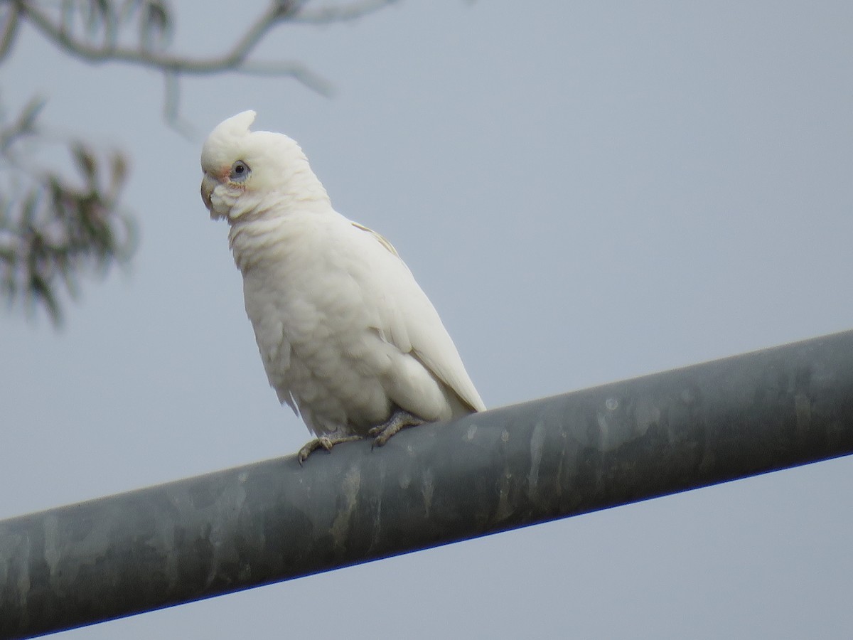 Little Corella - ML639388810