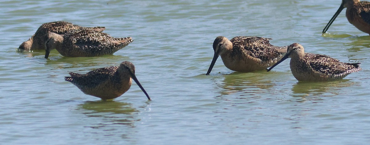 Long-billed Dowitcher - ML639388821