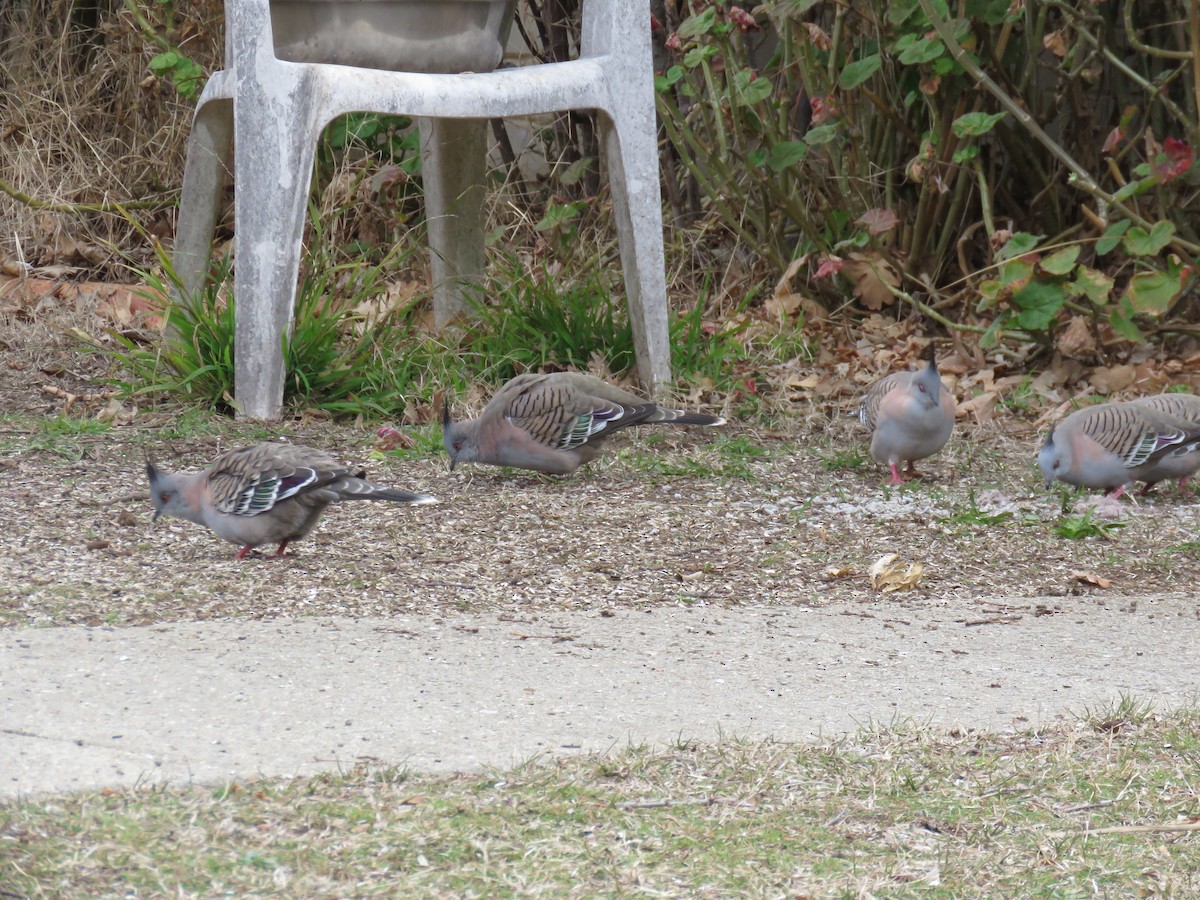 Crested Pigeon - ML639388827