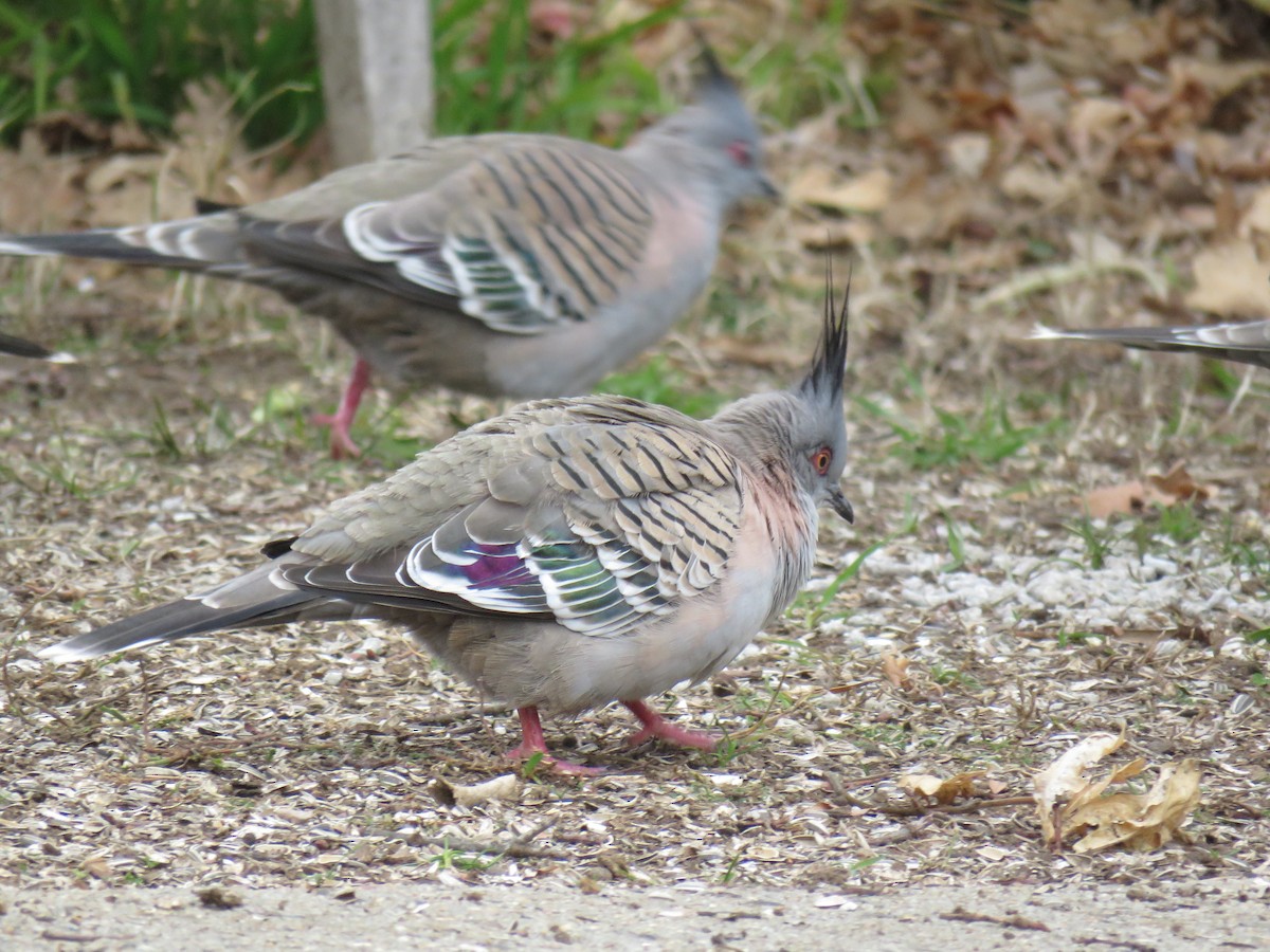 Crested Pigeon - ML639388829