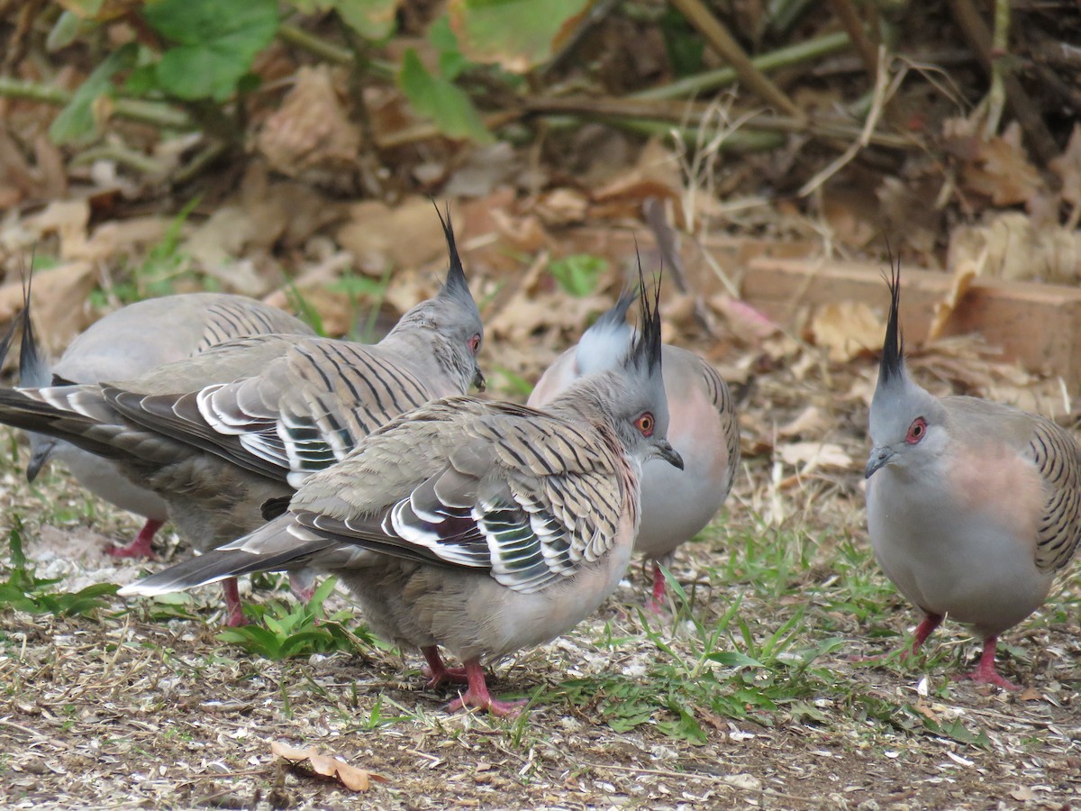 Crested Pigeon - ML639388837