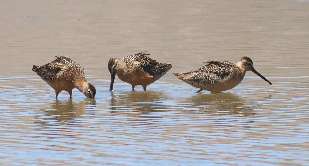 Long-billed Dowitcher - ML639388844