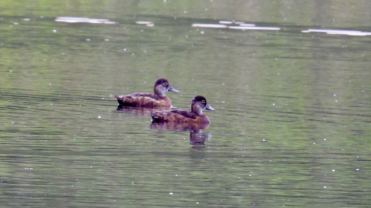 Ring-necked Duck - ML639388845
