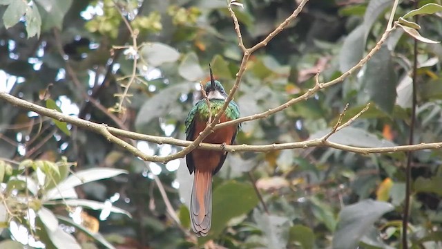 Jacamar à queue rousse - ML639388862