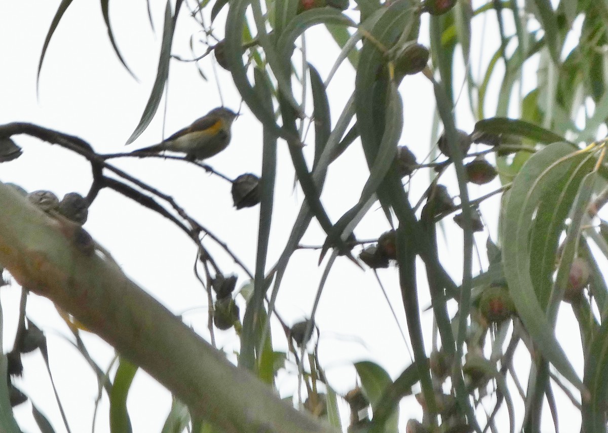 American Redstart - ML639388873