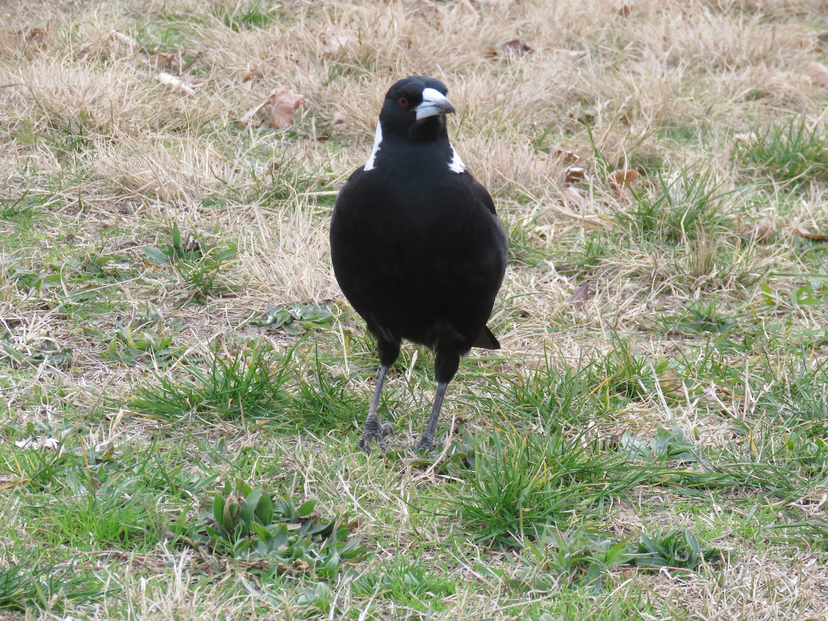 Australian Magpie - ML639388906