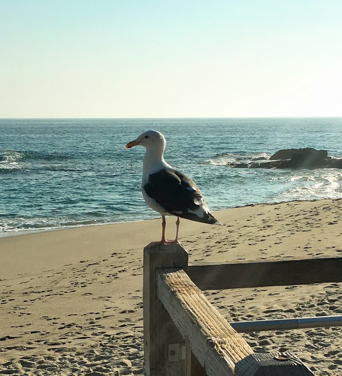 Western Gull - ML639388907