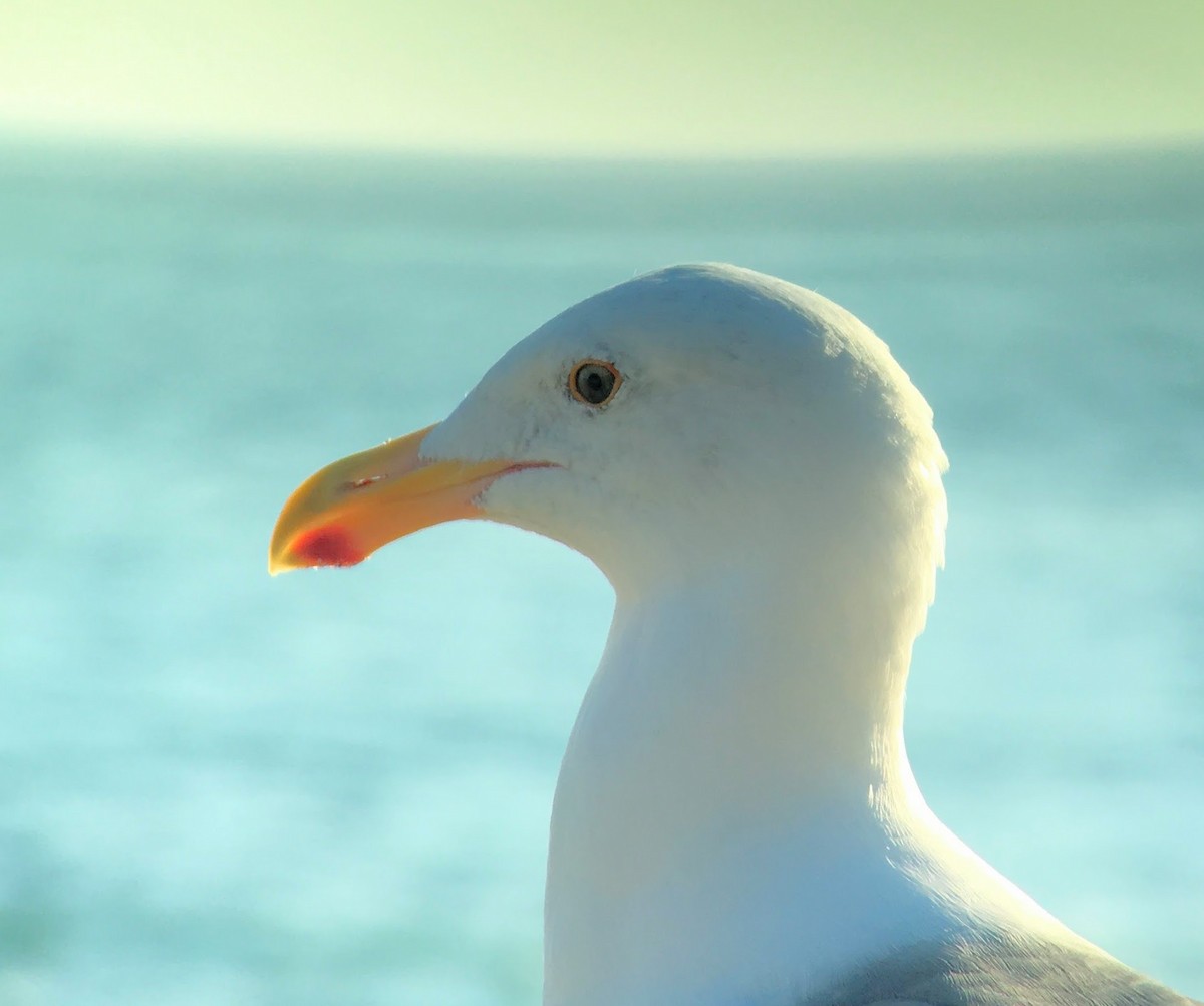 Western Gull - ML639388908
