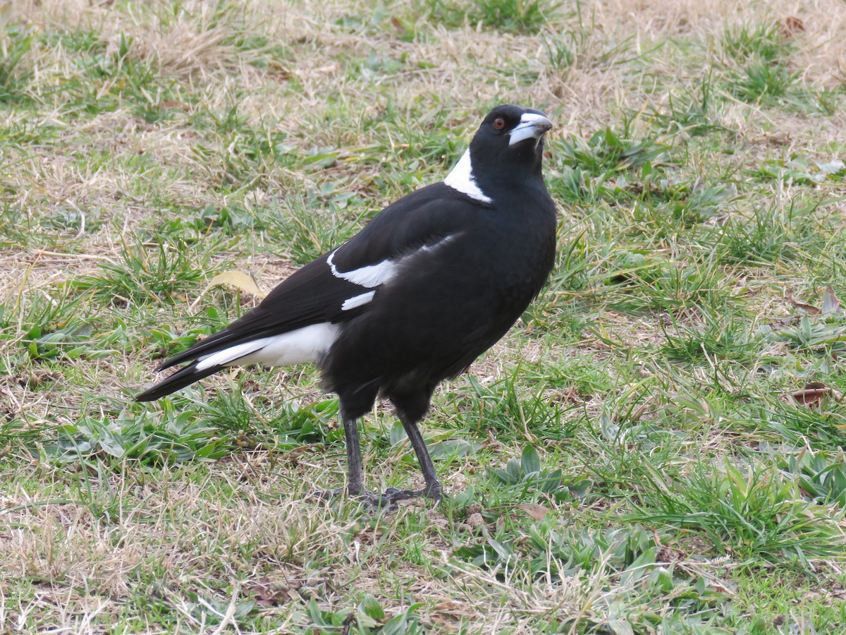 Australian Magpie - ML639388909