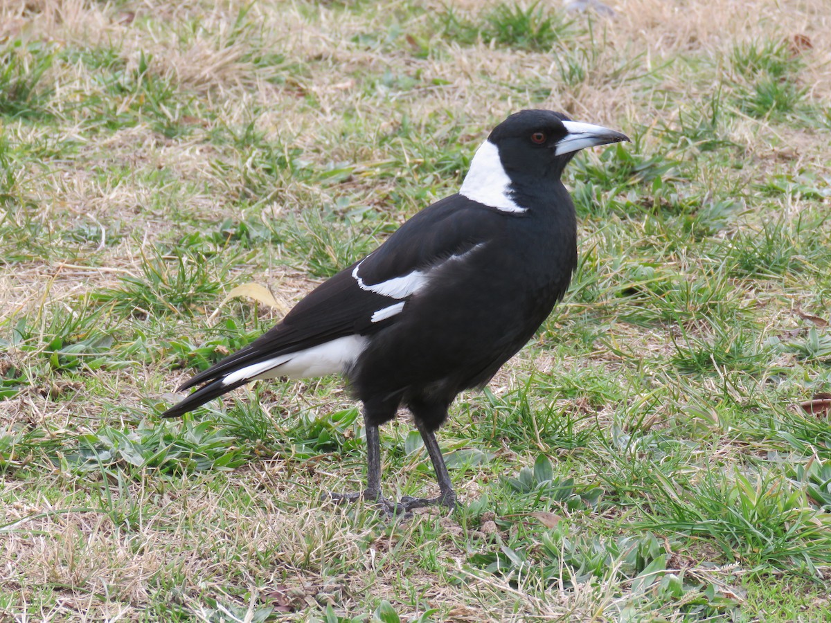Australian Magpie - ML639388910