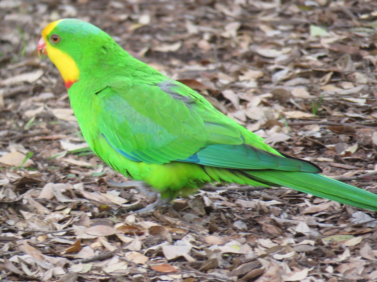 Superb Parrot - ML639388966