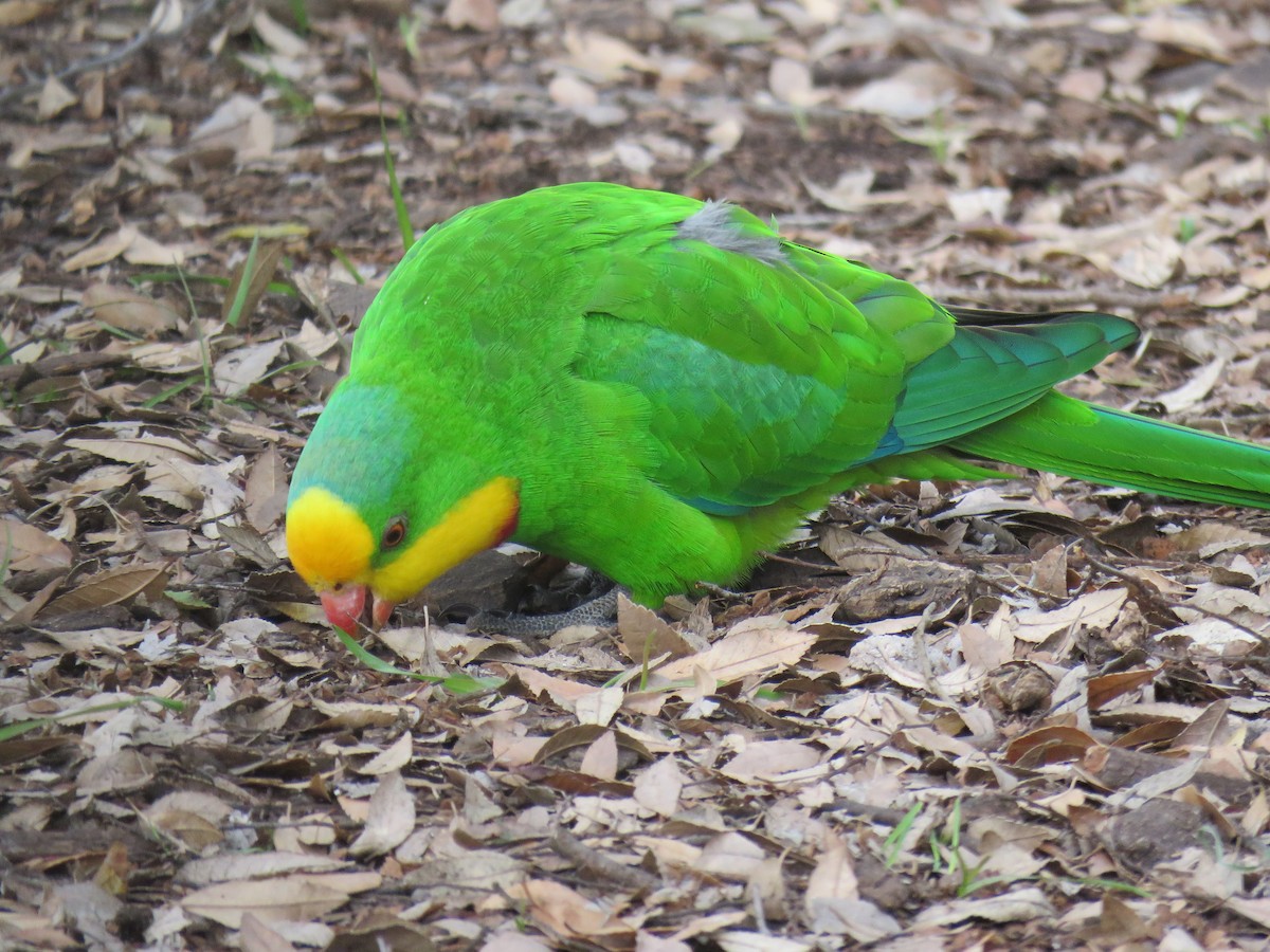 Superb Parrot - ML639388975