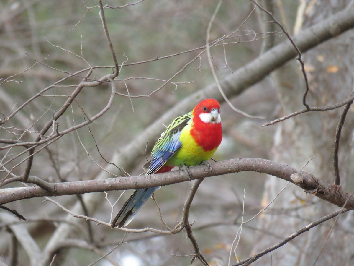 Eastern Rosella - ML639389002