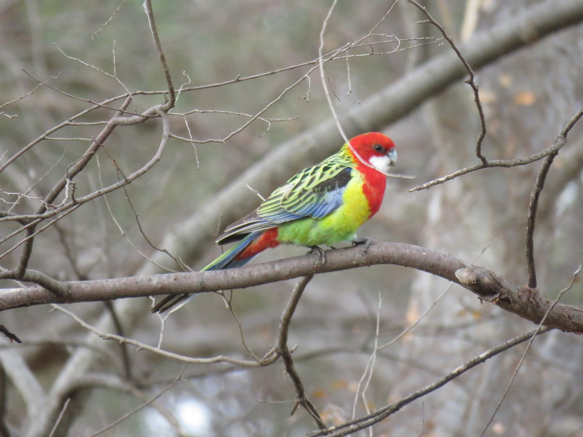 Eastern Rosella - ML639389003