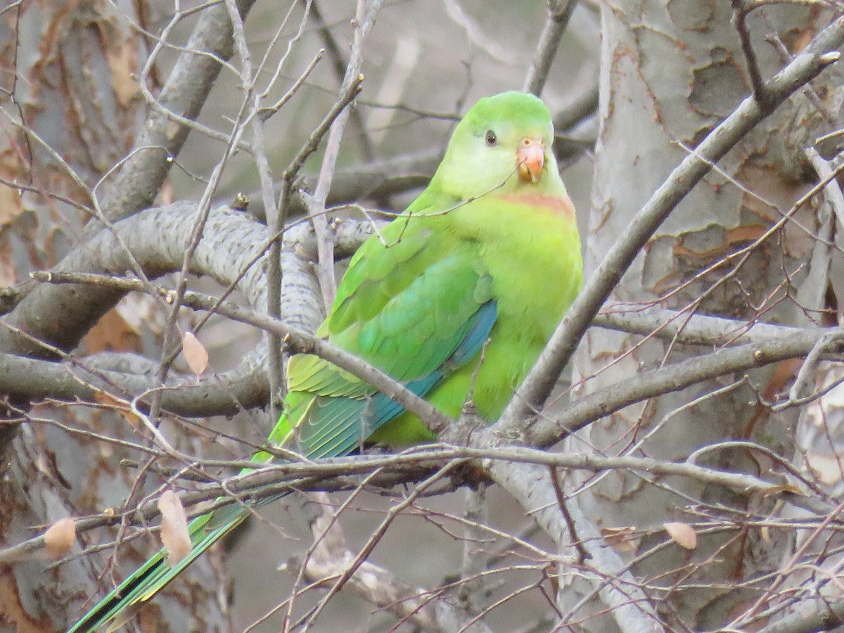 Superb Parrot - ML639389023