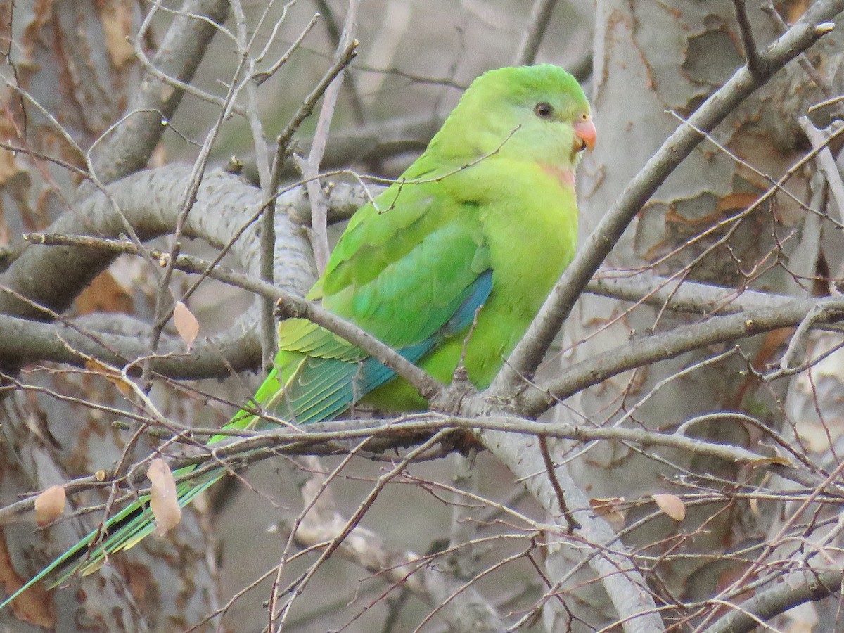 Superb Parrot - ML639389025
