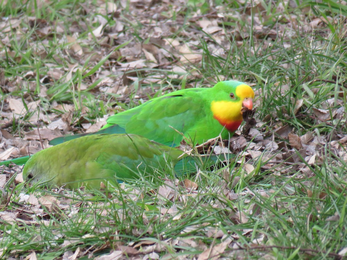 Superb Parrot - ML639389031