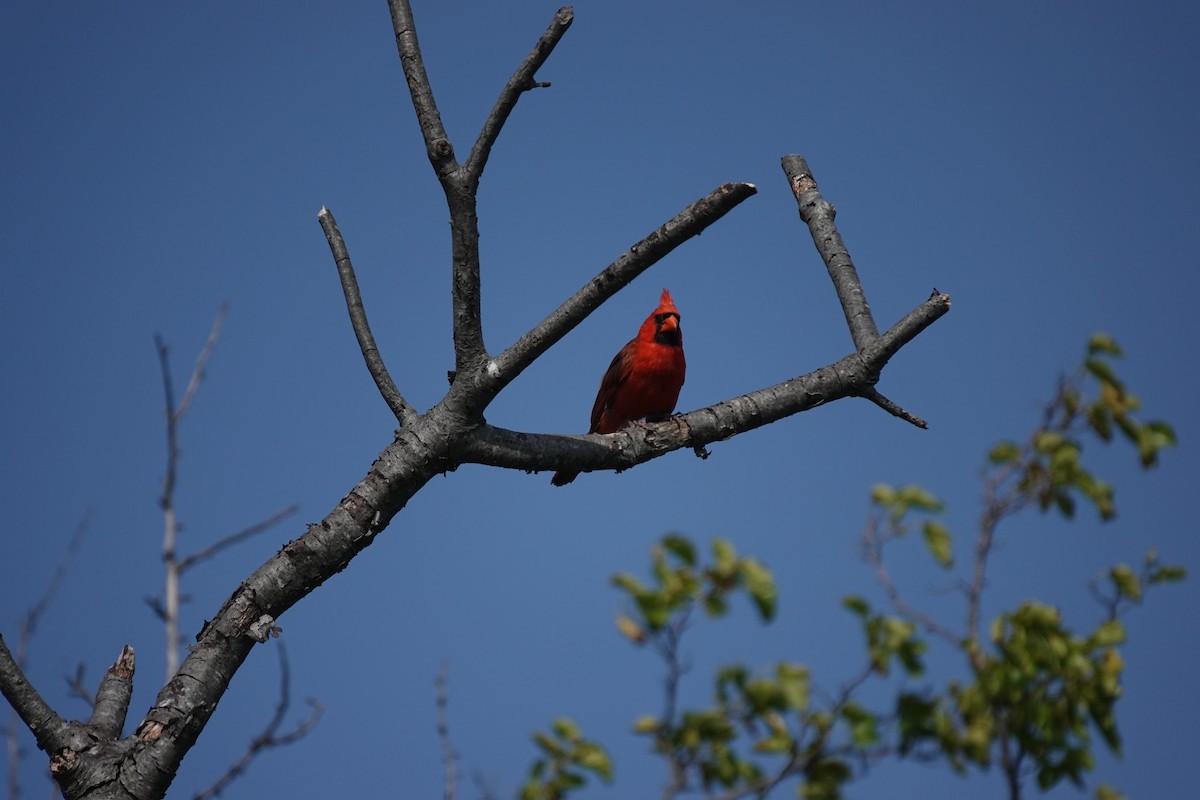 Cardinal rouge - ML639389057