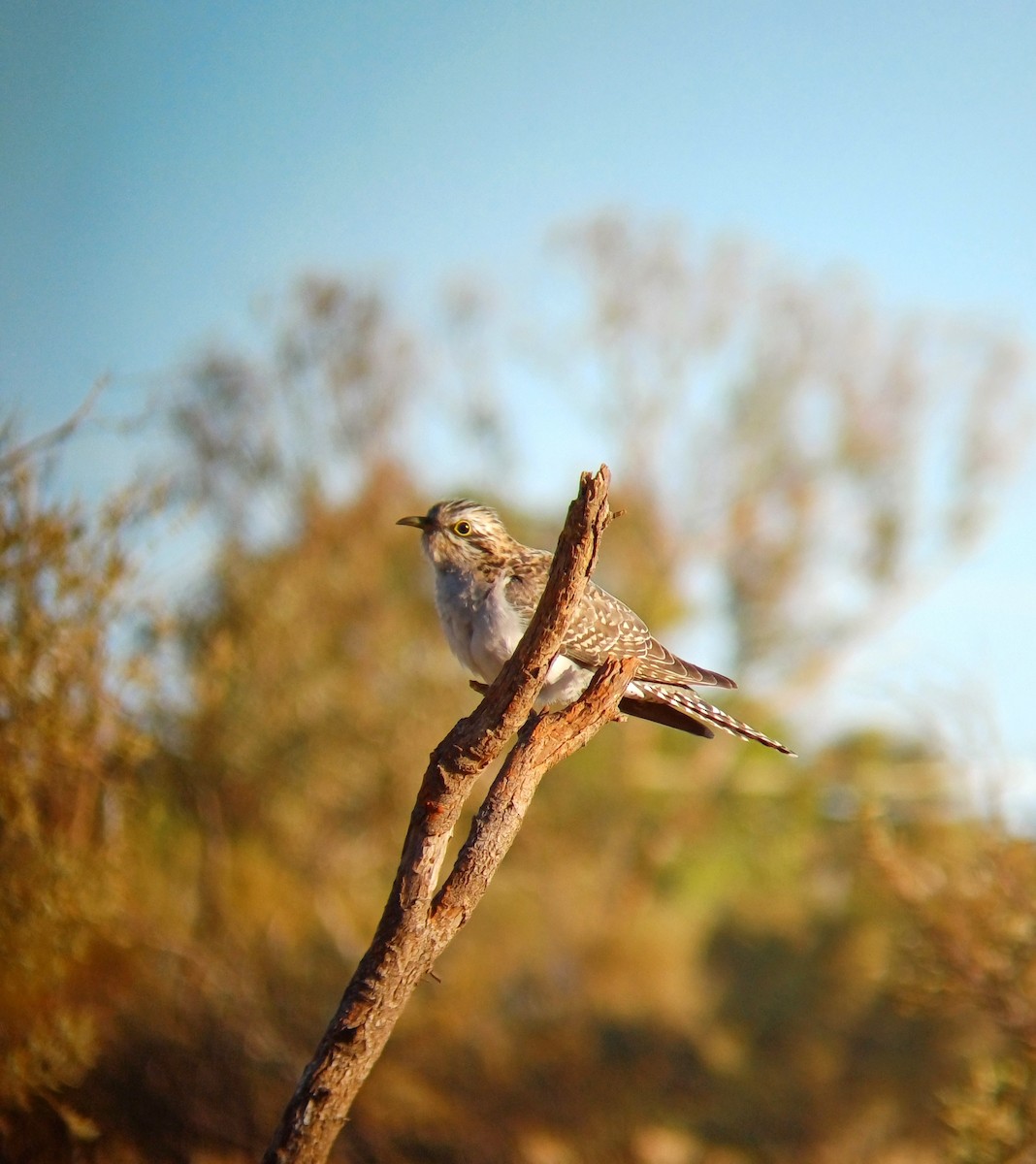 Pallid Cuckoo - ML639389097