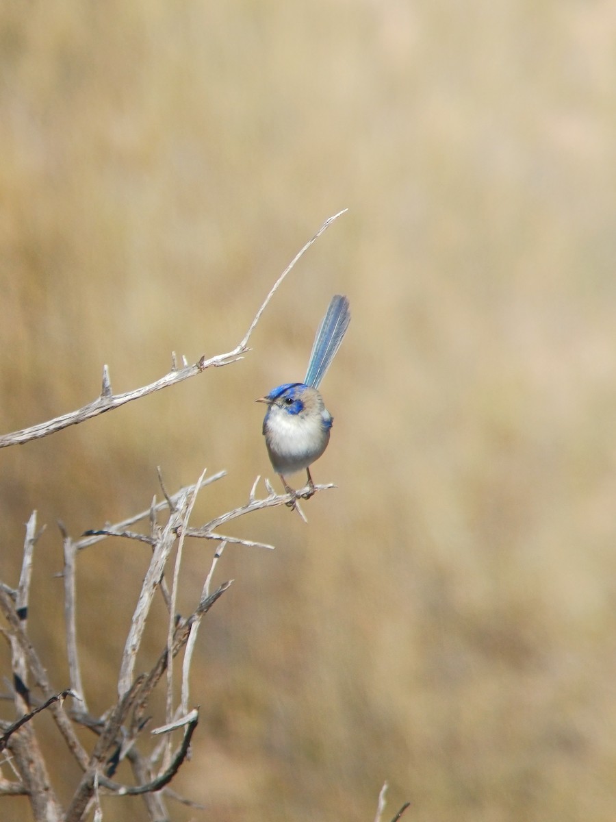 White-winged Fairywren - ML639389115