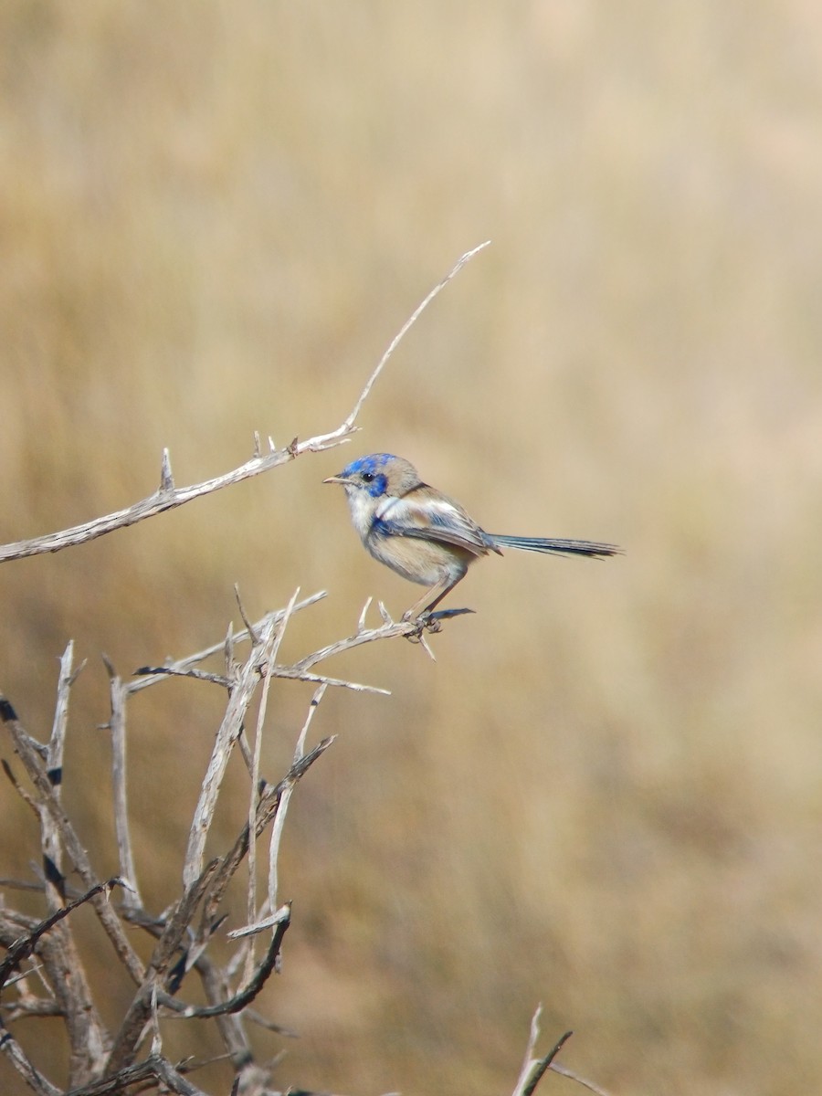 White-winged Fairywren - ML639389118