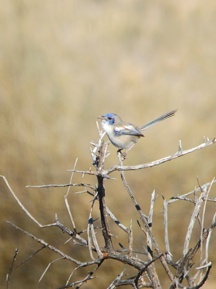White-winged Fairywren - ML639389119