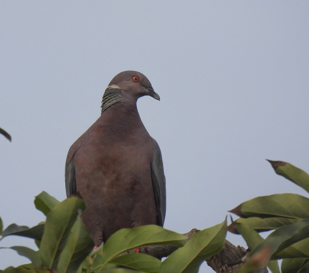 Chilean Pigeon - ML639389134