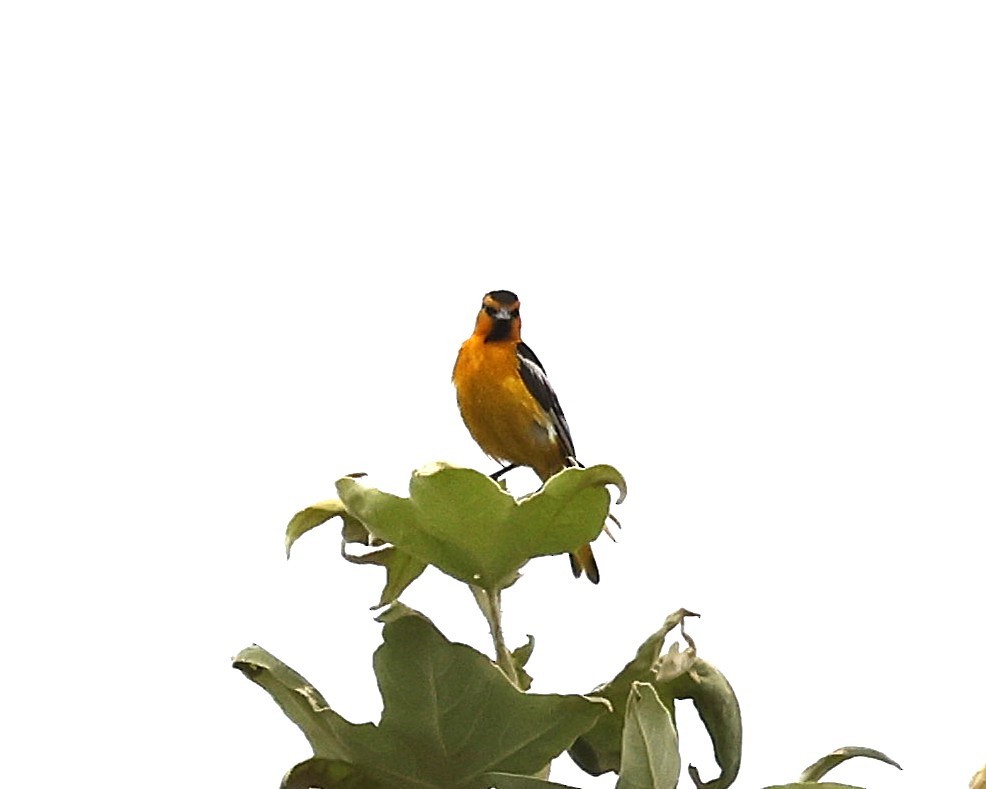 Bullock's Oriole - ML639389136