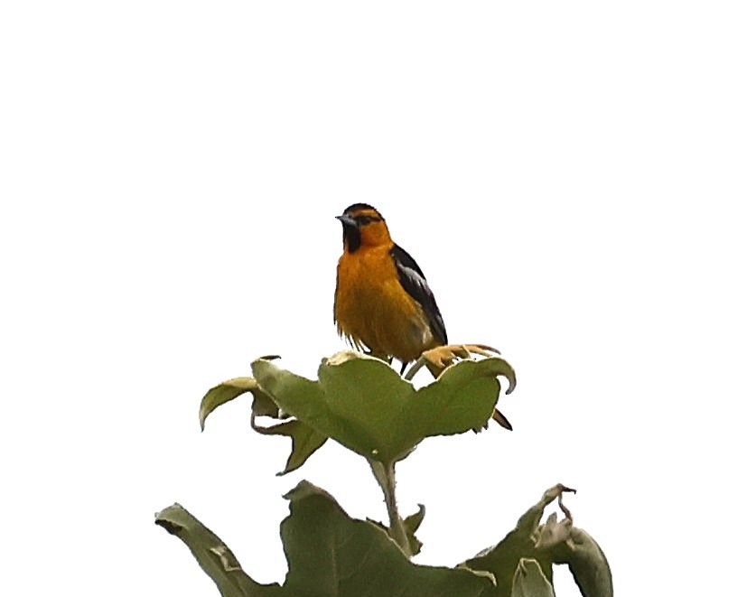 Bullock's Oriole - ML639389137