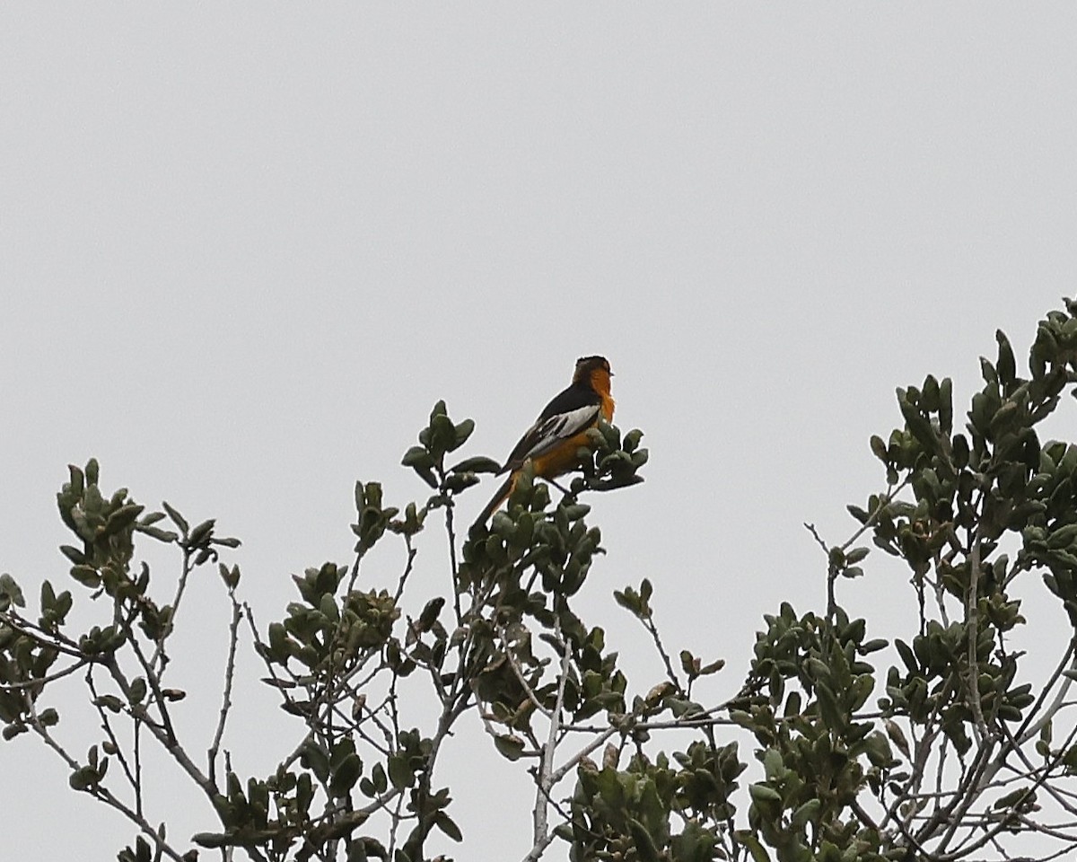 Bullock's Oriole - ML639389138