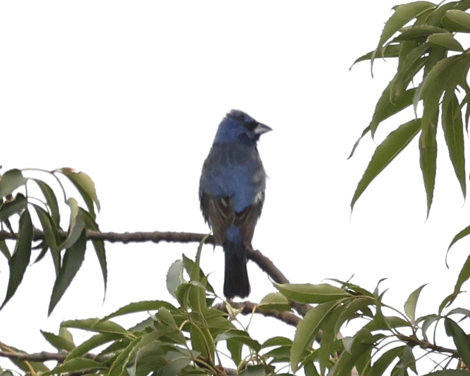 Blue Grosbeak - ML639389166