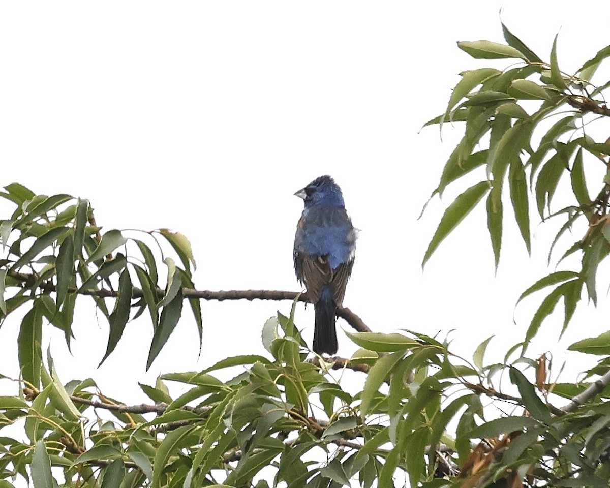 Blue Grosbeak - ML639389167