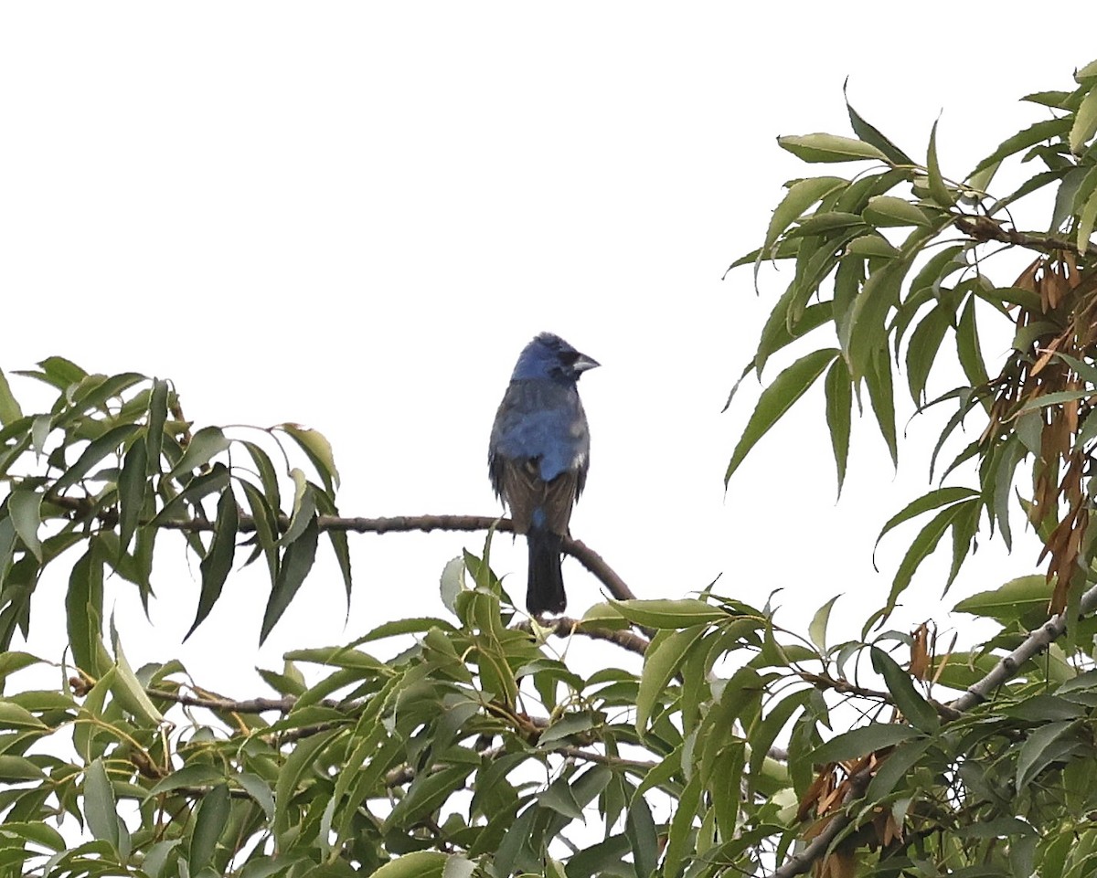 Blue Grosbeak - ML639389168