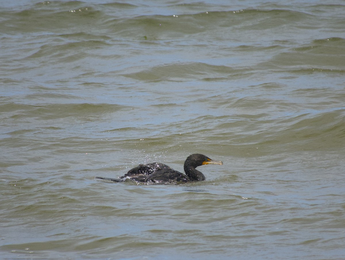 Double-crested Cormorant - ML639389172