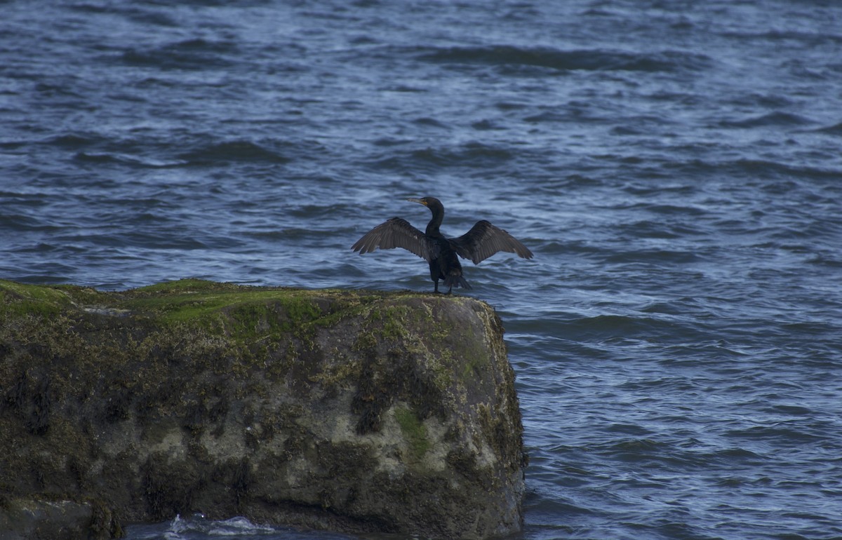 Double-crested Cormorant - ML639389188