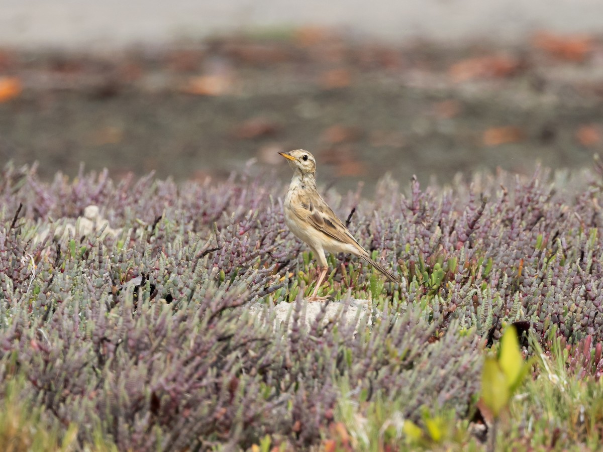 Long-legged Pipit - ML639389193